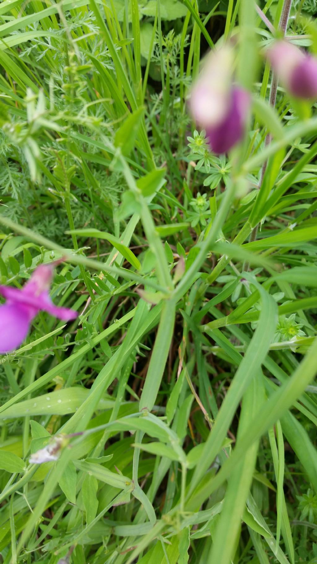 Fabaceae: impossibile andare oltre...